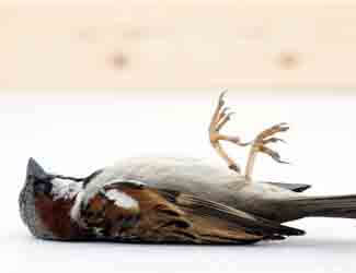 how do birds die how do birds die