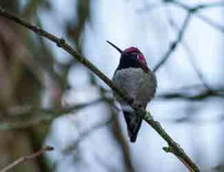 what do hummingbirds eat in the winter