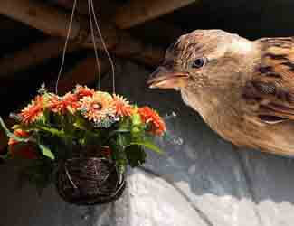 keep birds out of hanging baskets