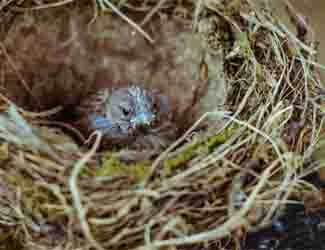 will birds hatch if abandoned