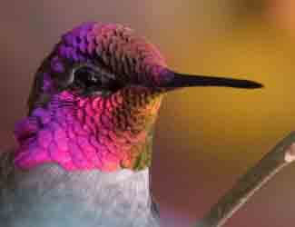 Iridescent hummingbird purple hummingbird