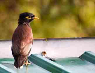 bird perched on awning stop birds from nesting in awnings