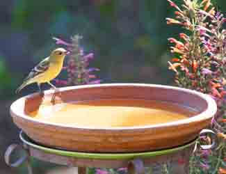 what is the use of a birdbath what is the use of a birdbath