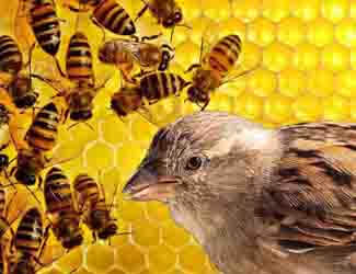 how do birds eat bees how do birds eat bees