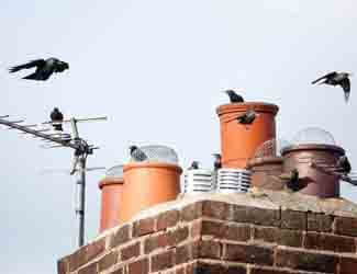 birds hovering around a chimney how to stop birds from getting into chimney
