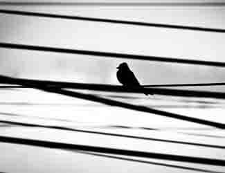 how do birds land on powerlines how do birds land on powerlines