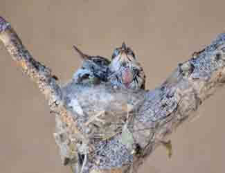 what do baby hummingbirds eat?