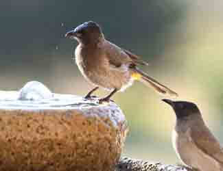 bird bath facts bird bath facts