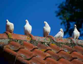 birds landed on roof how to stop birds on your roof
