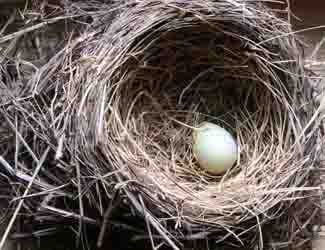 how do remove birds nests safely how do remove birds nests safely