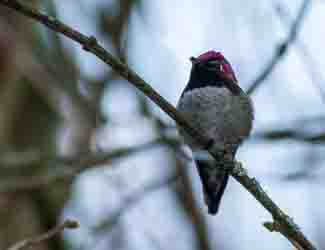 which bird can fly backwards which bird can fly backwards