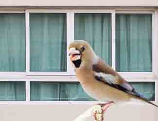 bird ready to attack window why are birds attacking my windows