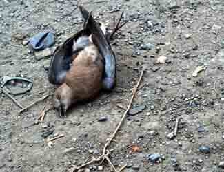 why are birds dying why are birds dying