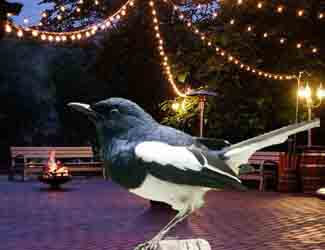 bird attracted to outdoor lights birdproof outdoor lights