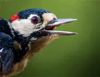 are birds cold or warm blooded are birds cold or warm blooded