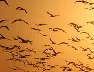 bird migration facts
