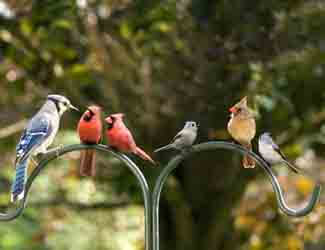 can birds crossbreed