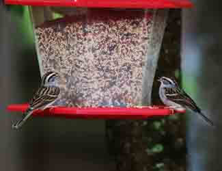 how do i attract birds to my feeder