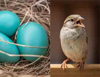life cycle of a bird life cycle of a bird