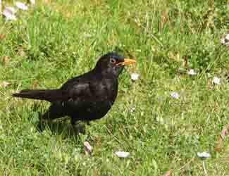 bird destroying a lawn how to stop birds from destroying lawns