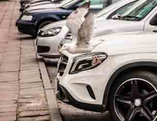 bird pooping on cars keeping birds away from car