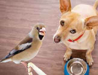 bird that ate the dogs food how to keep birds out of dog food