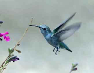 hummingbird flying