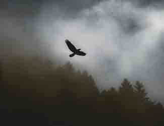 how can birds fly long distances