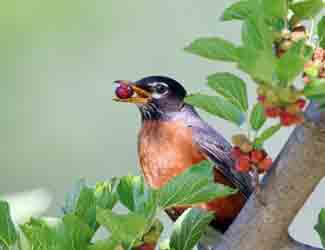 how to attract birds to my yard or garden