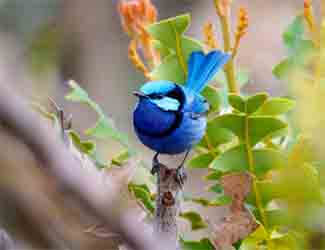 a blue bird looking for a meal how to keep birds away from plants