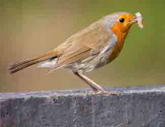 what do birds like what do birds like