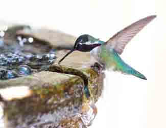 bird baths that attract hummingbirds