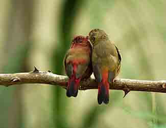 do birds mate for life