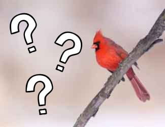 how do birds know to fly south