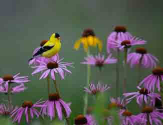 how do i attract colorful birds to my yard