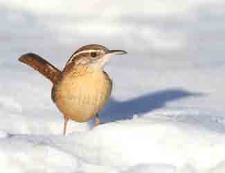 birds of winter birds of winter