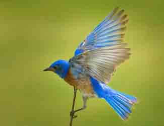 do birds go into heat