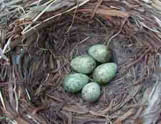 do birds reject eggs touched by humans