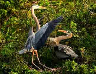 how do birds attract mates