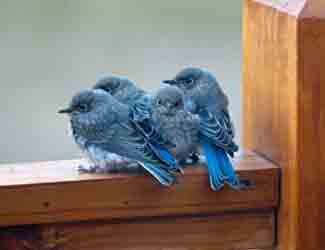 how do birds learn to fly