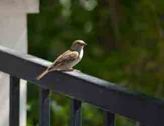 how to attract birds in the city