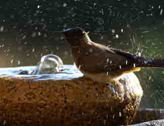 best moving water birdbaths