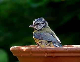 how to attract birds to my birdbath