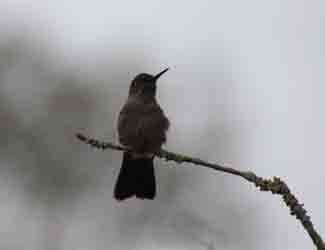 where do hummingbirds go at night?