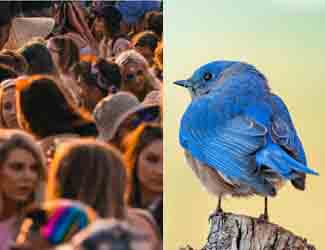 why are birds important why are birds important