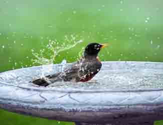 are bird baths good or bad are bird baths good or bad