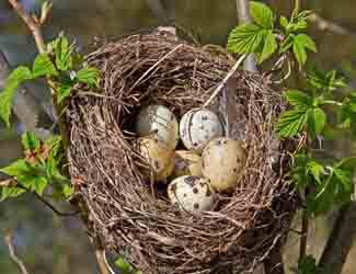 bird nest facts