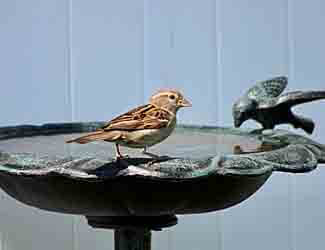 birdbaths birds will use