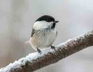 how do birds keep their feet warm