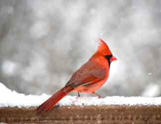 how to attract birds in the winter